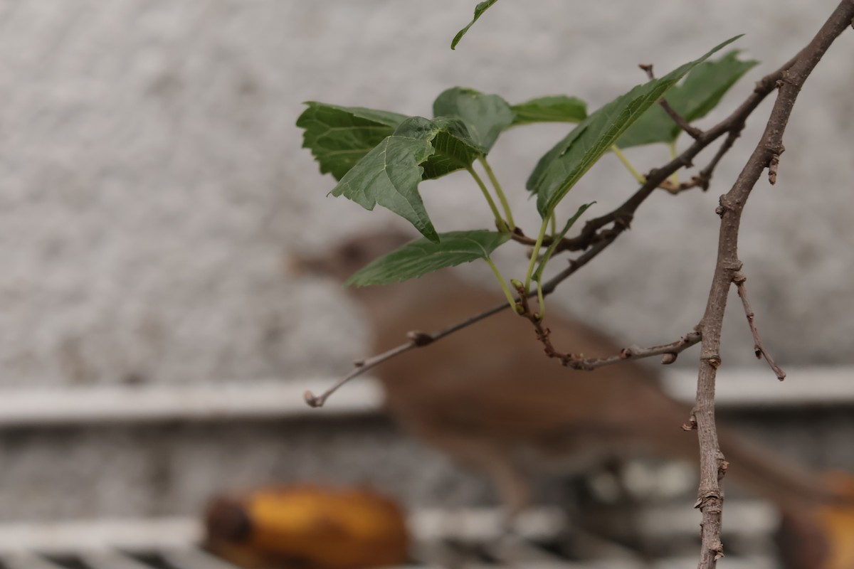 Fahlbrustdrossel - ML644806020