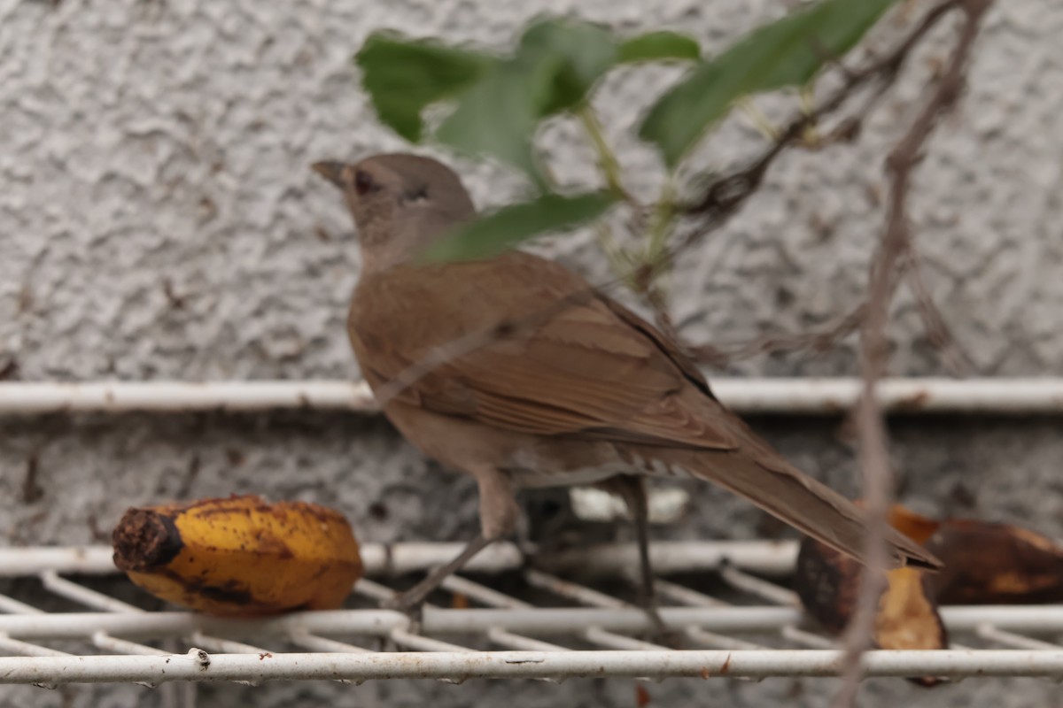 Fahlbrustdrossel - ML644806021