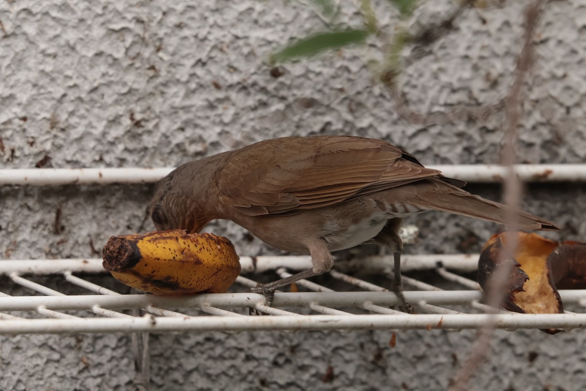 Fahlbrustdrossel - ML644806022