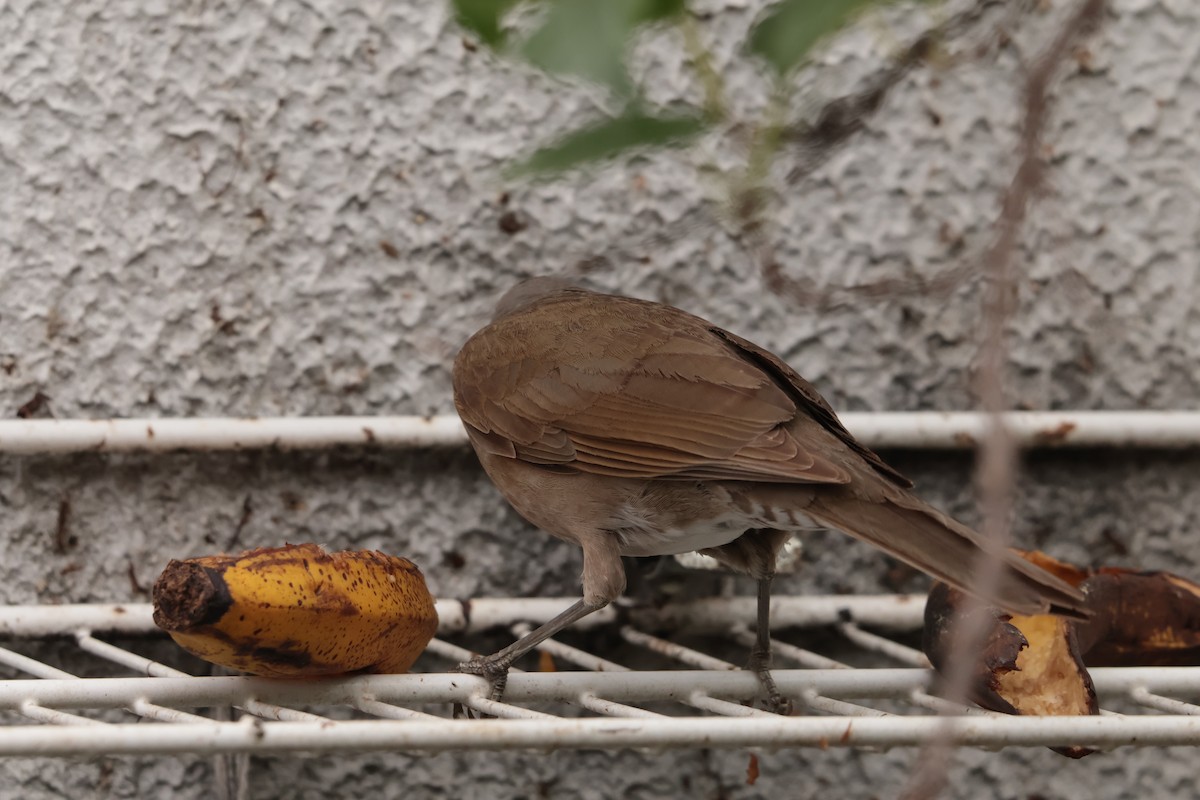 Fahlbrustdrossel - ML644806024