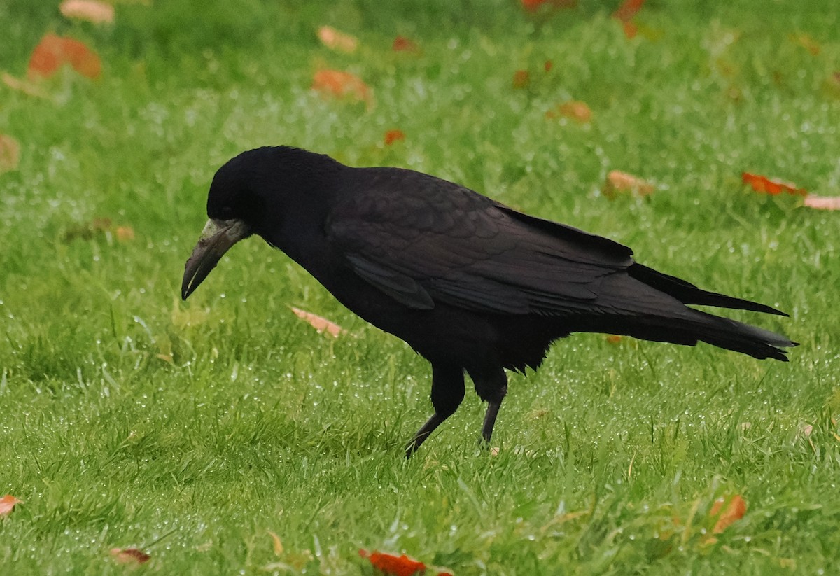 Ekin Kargası - ML644806038