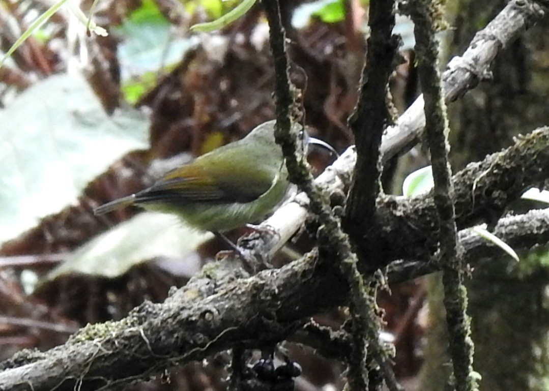 Black-throated Sunbird - ML644806052