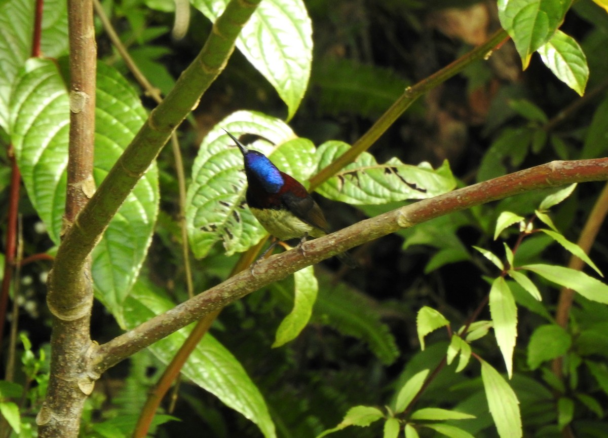 Black-throated Sunbird - ML644806053