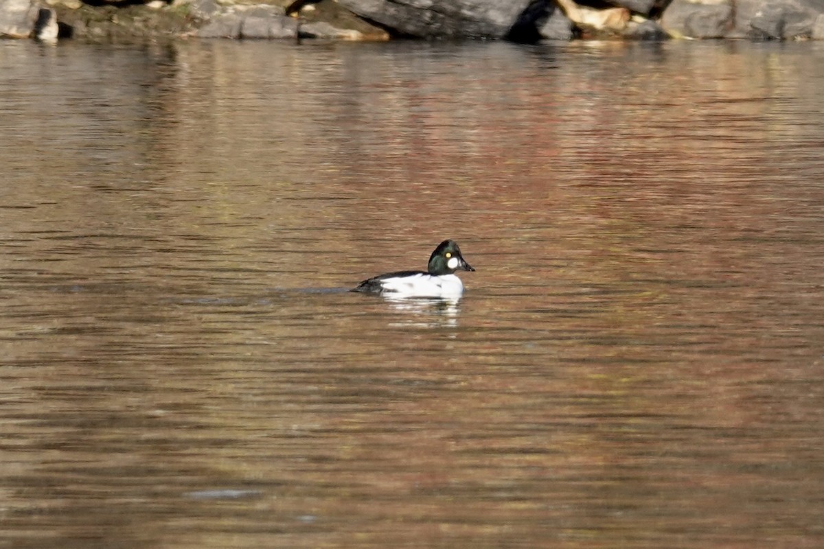 hohol severní - ML644806054