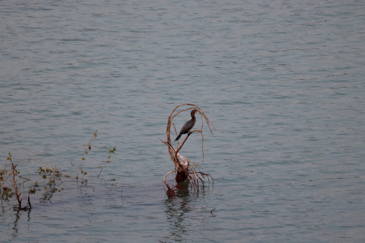 Pygmy Cormorant - ML644806055