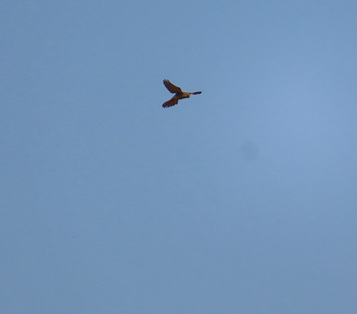 Eurasian Kestrel - ML644806068