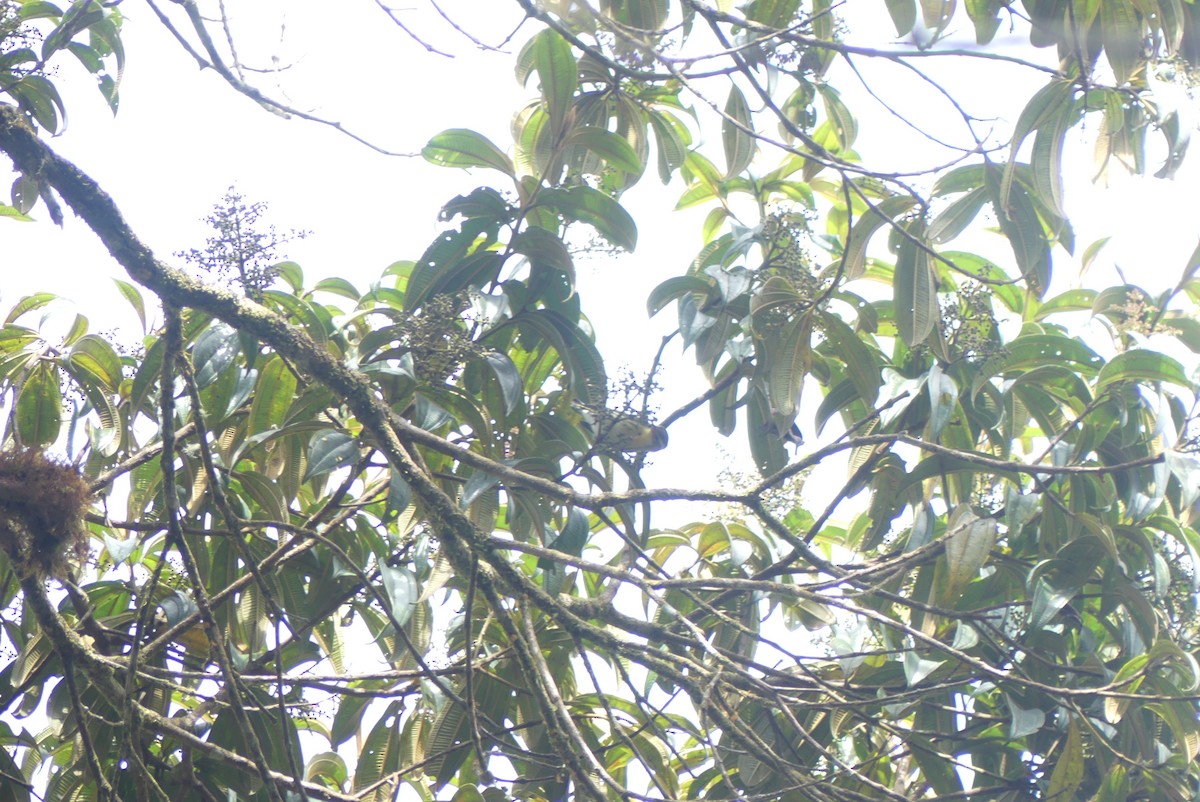 Blackburnian Warbler - ML644806076