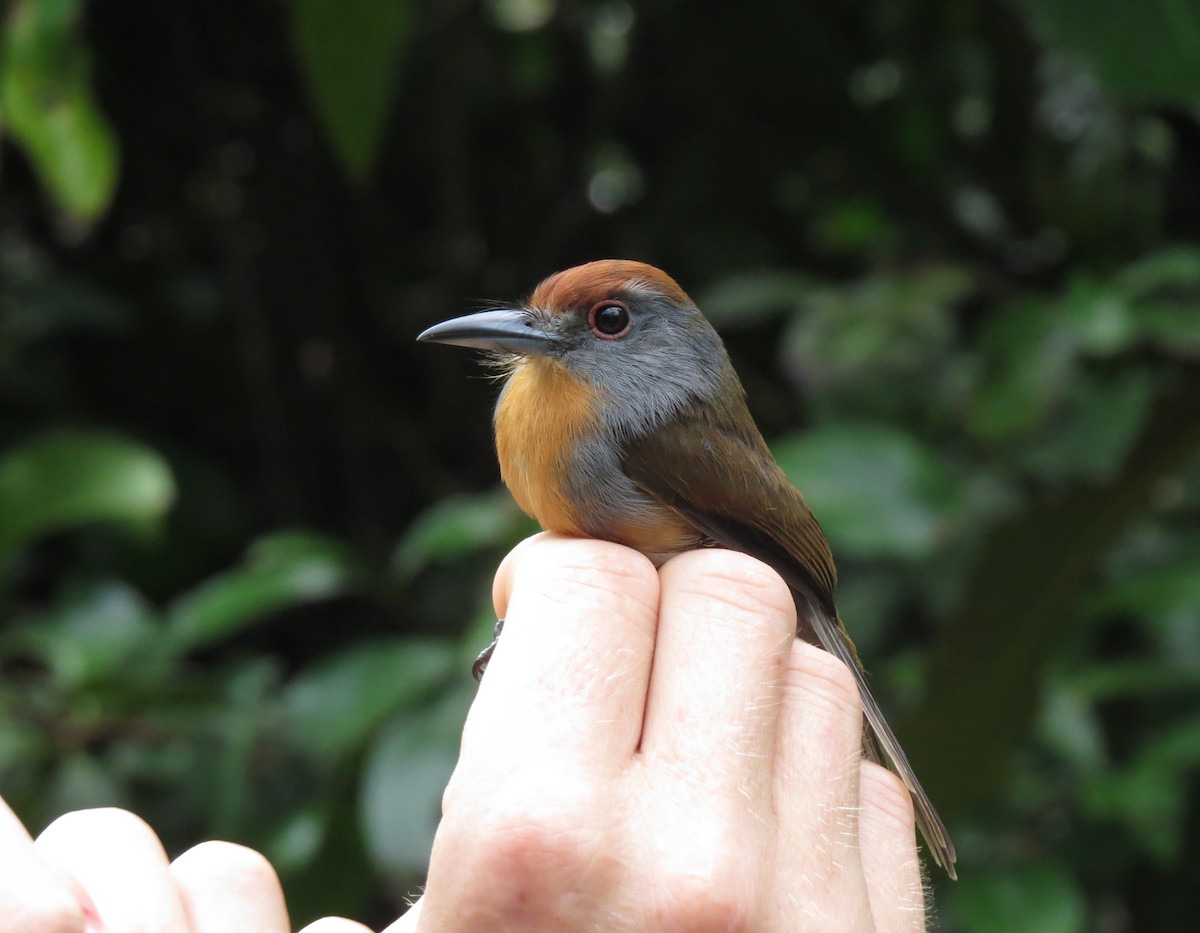 Rufous-capped Nunlet - ML644806104