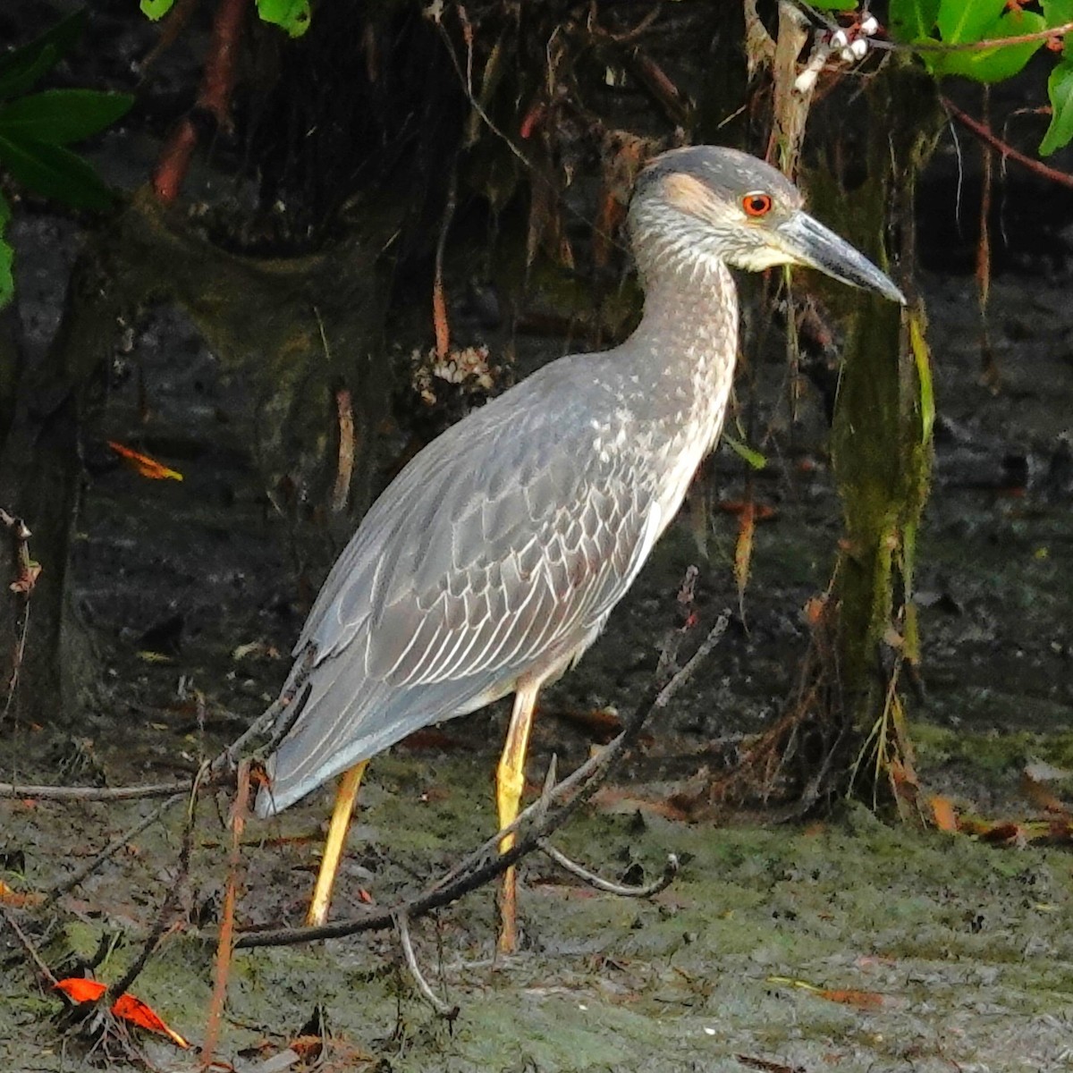 Sarı Tepeli Gece Balıkçılı - ML644806105