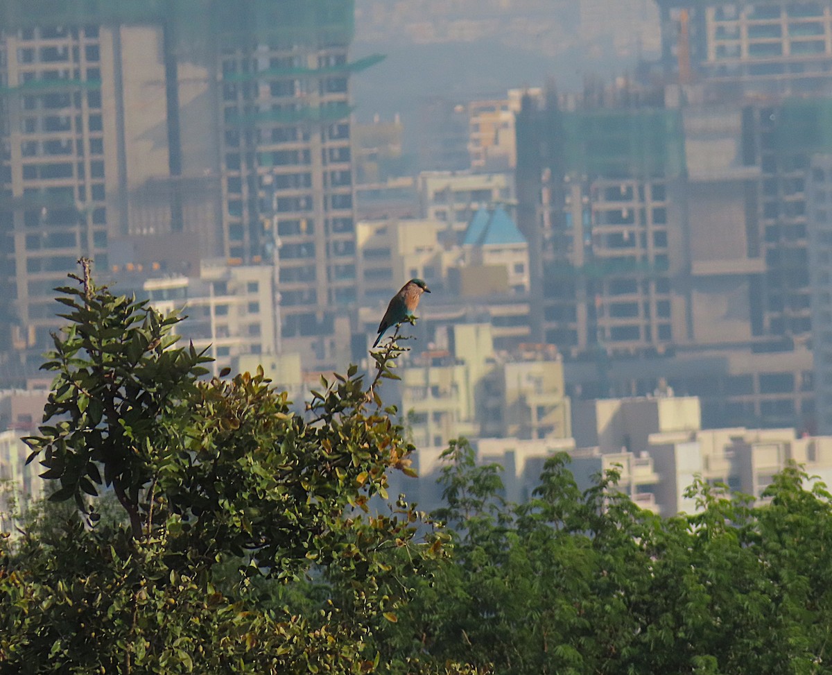 Indian Roller - ML644806109