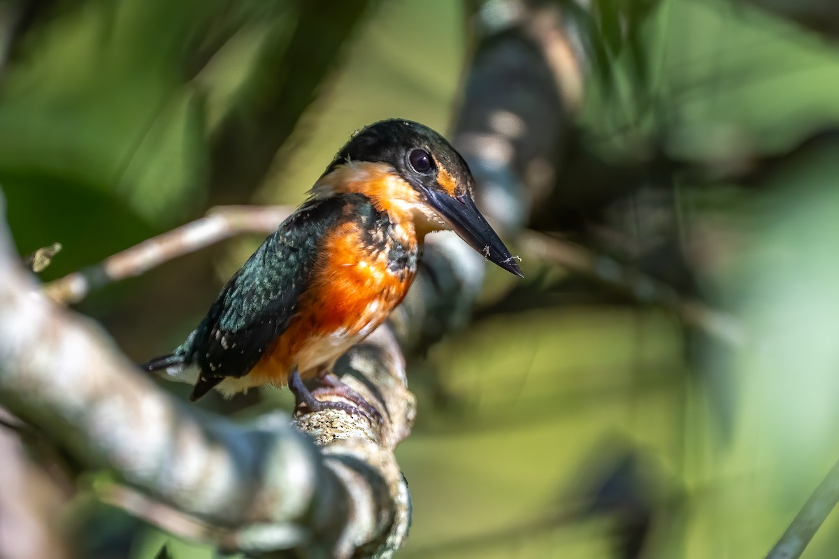 Erzfischer - ML644806122