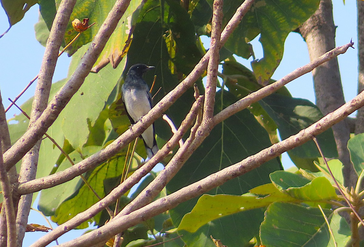 Black-headed Cuckooshrike - ML644806144