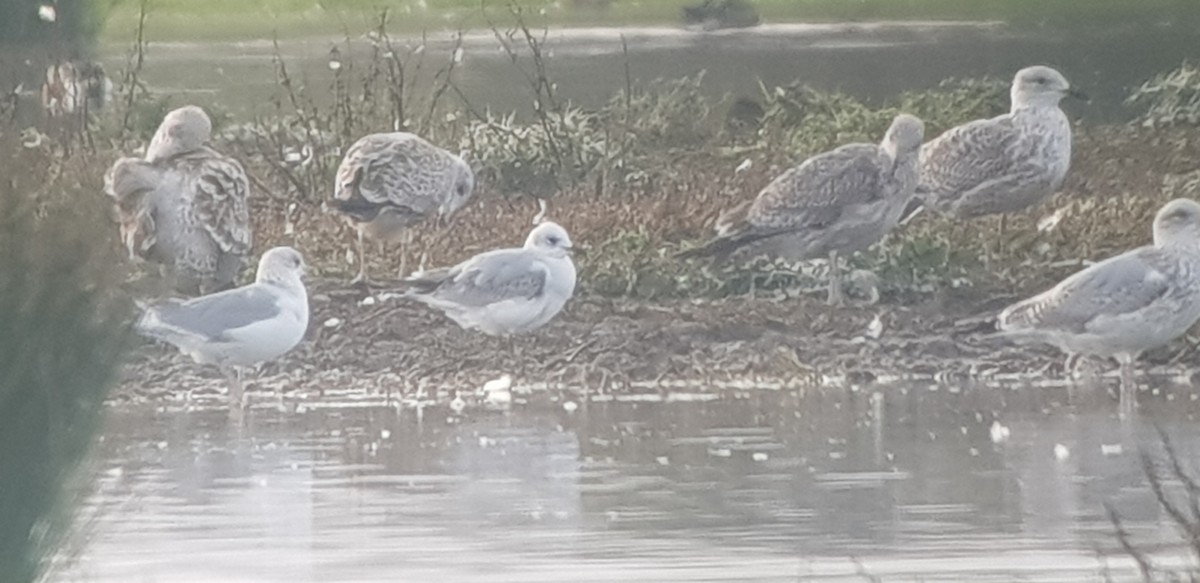 Black-headed x Mediterranean Gull (hybrid) - ML644806158