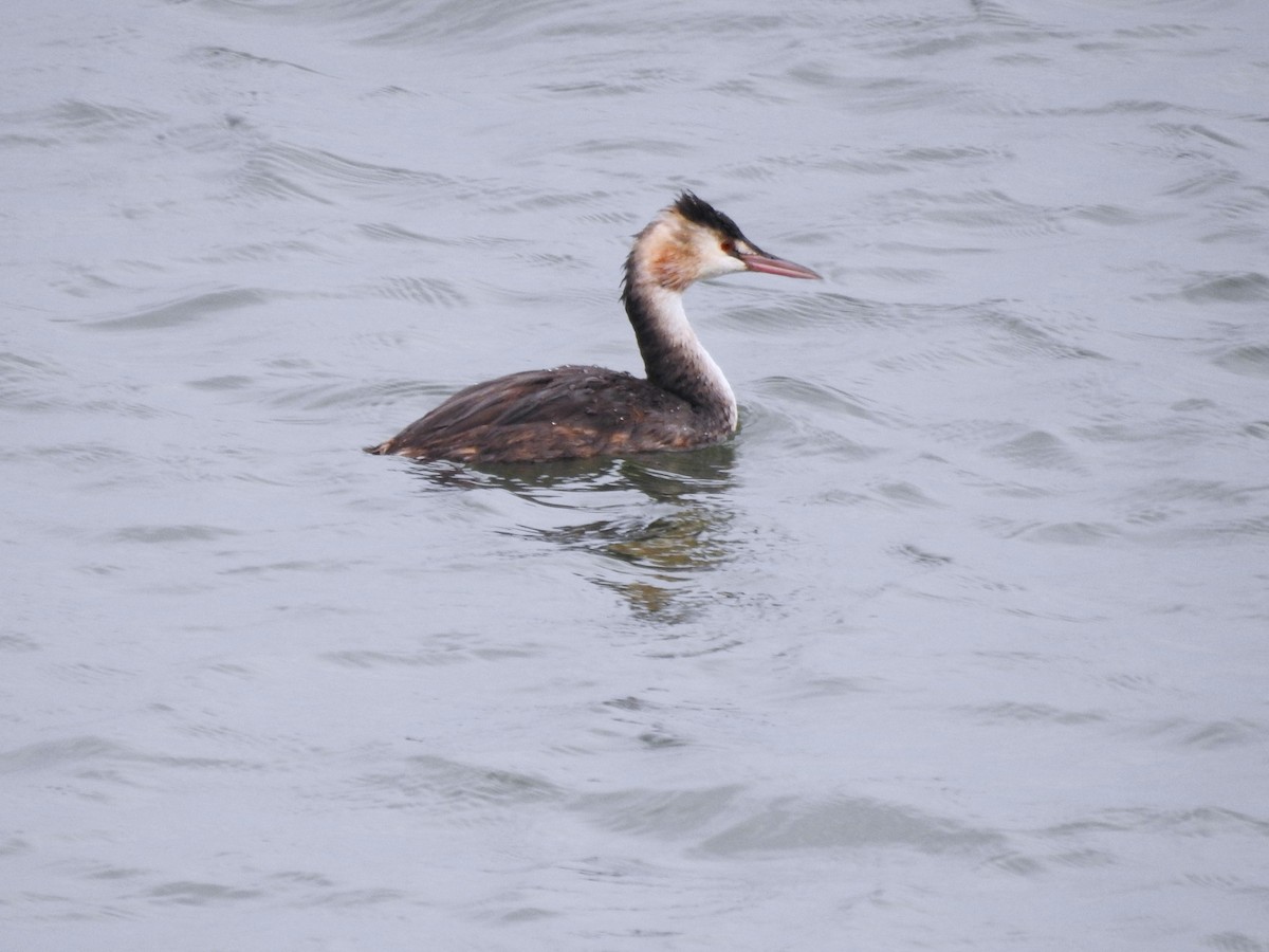 Great Crested Grebe - ML644806161