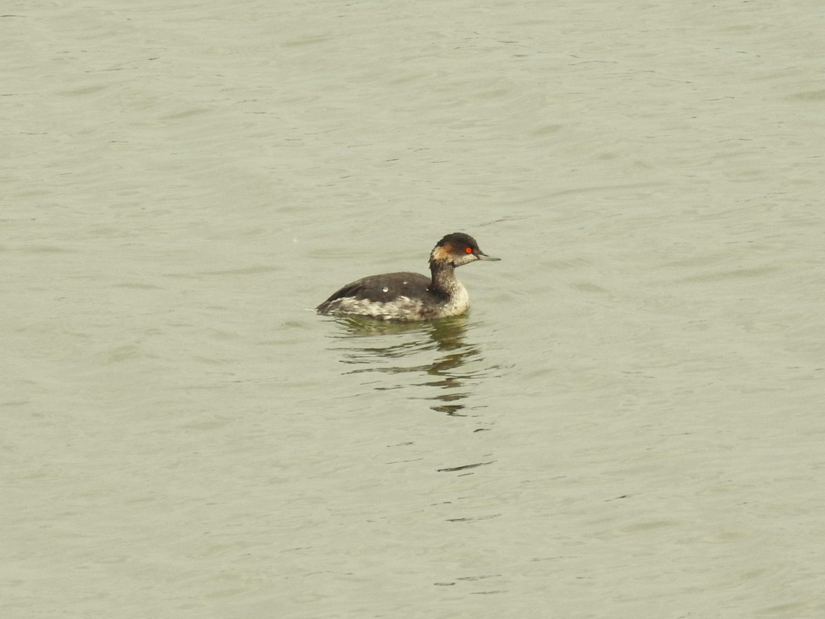 potápka černokrká - ML644806166