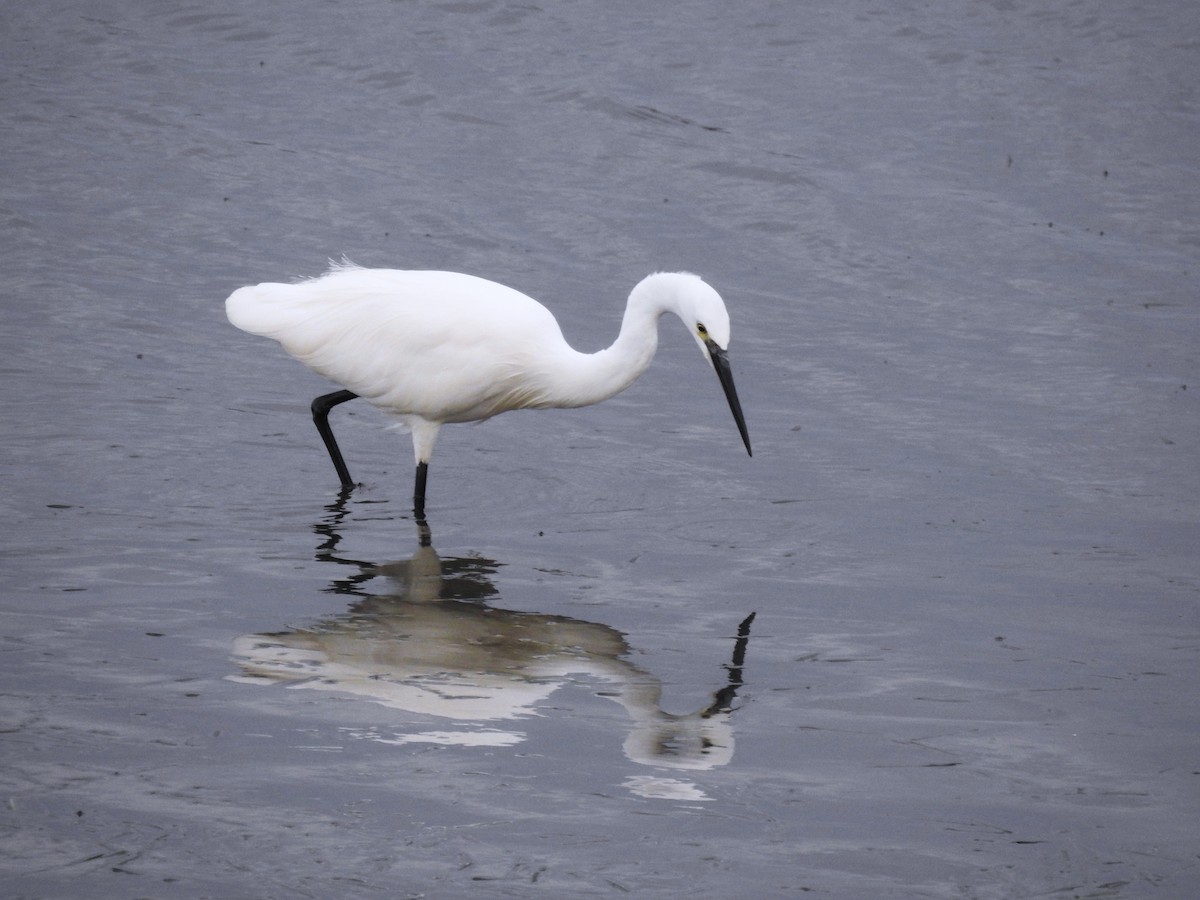 Little Egret - ML644806172