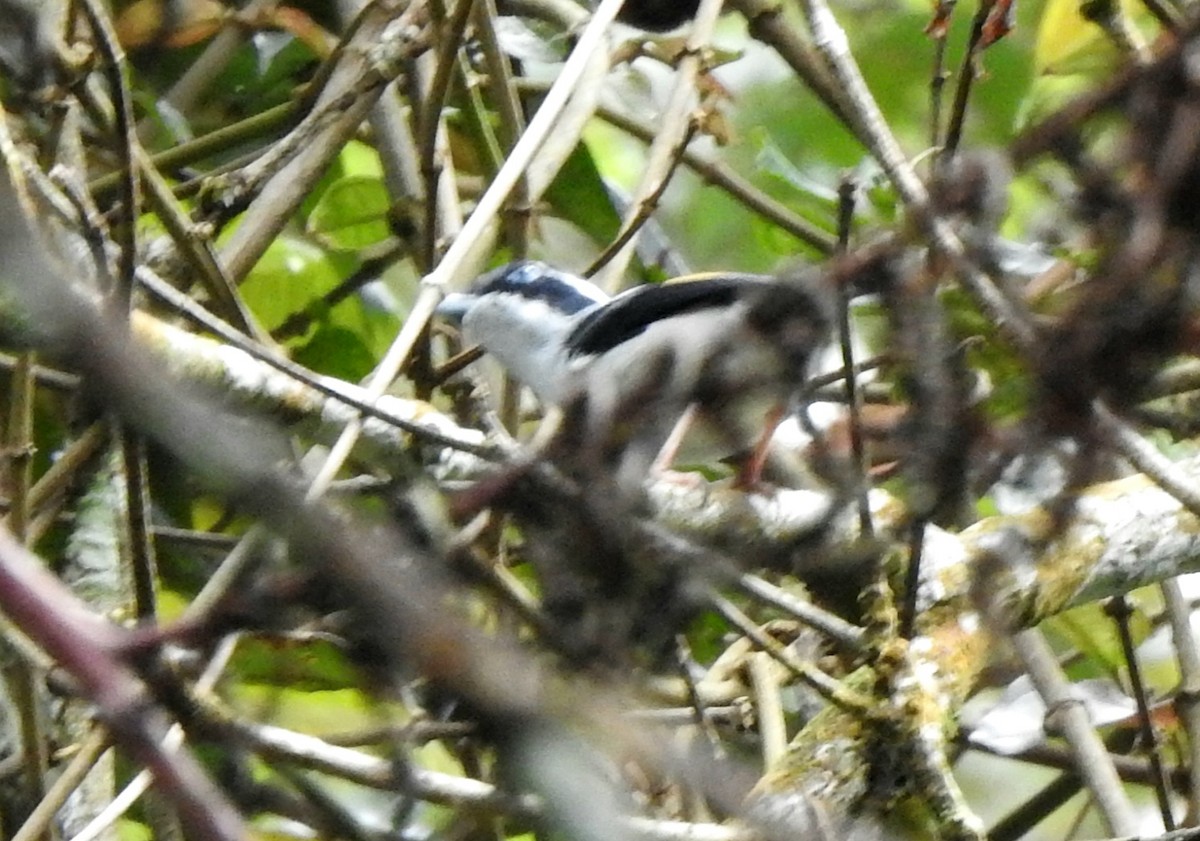 White-browed Shrike-Babbler (Blyth's) - ML644806174
