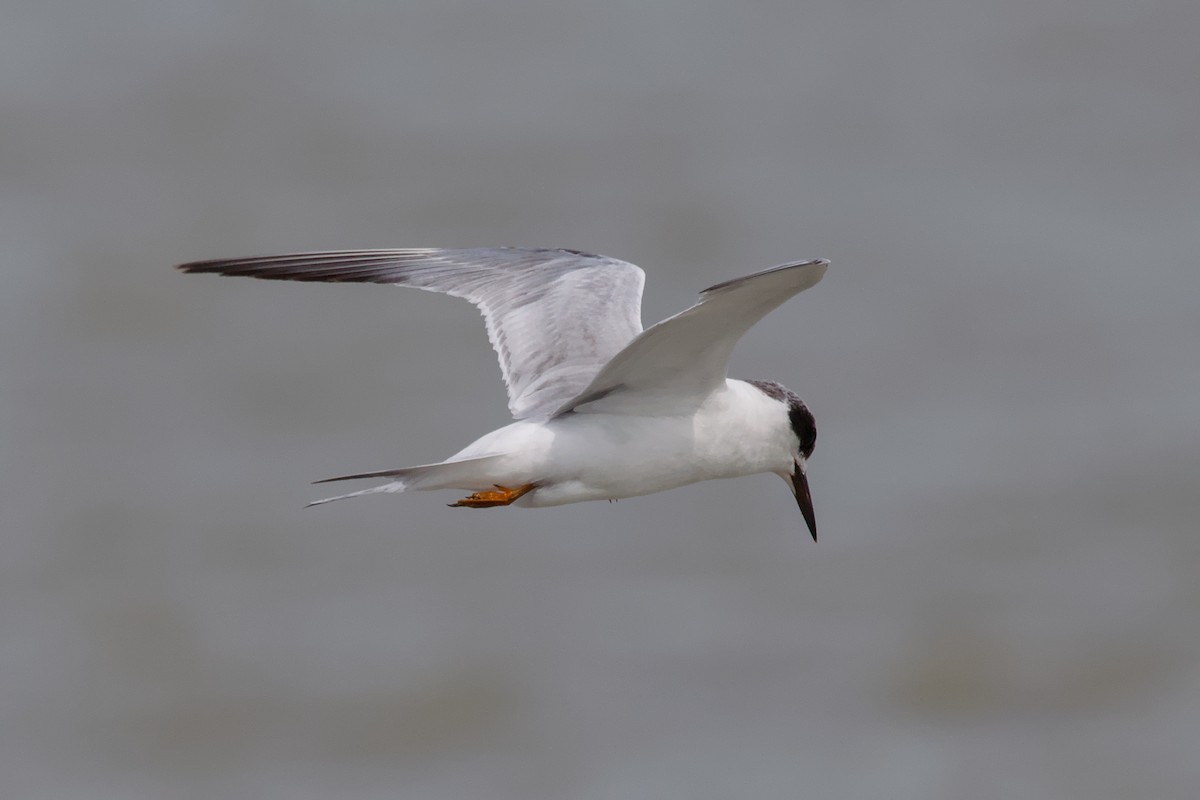 Forster's Tern - ML644806176