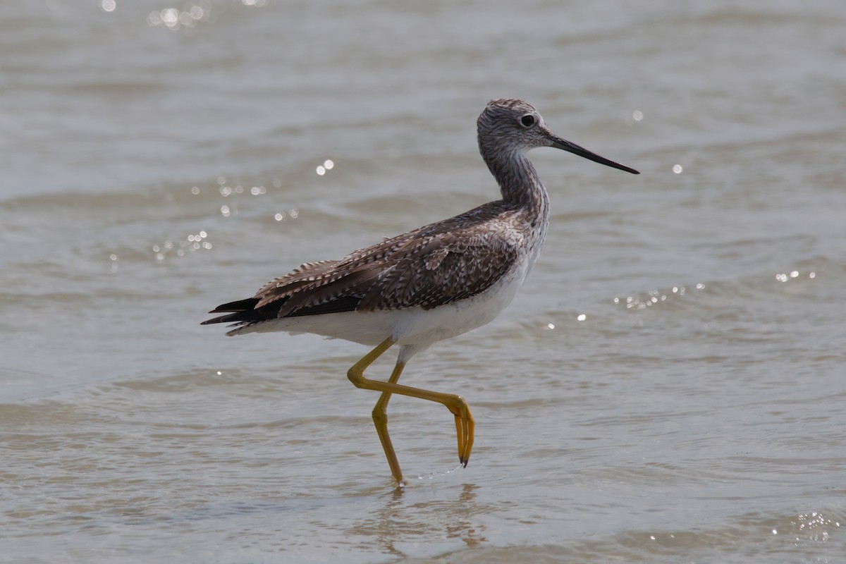 Greater Yellowlegs - ML644806182