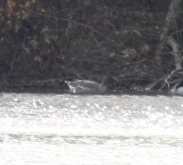 Tundra Bean-Goose - ML644806185