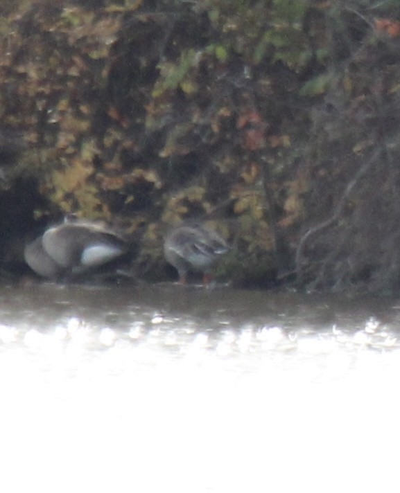 Tundra Bean-Goose - ML644806186