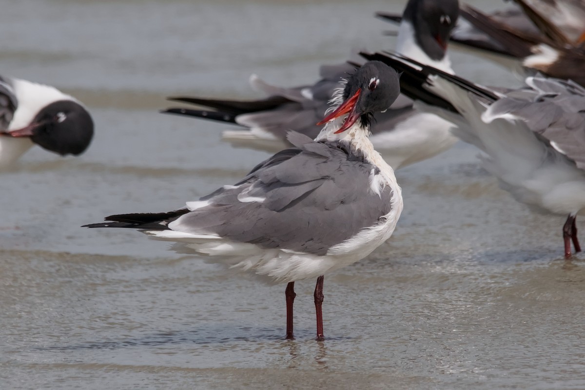 Ацтекская чайка - ML644806194