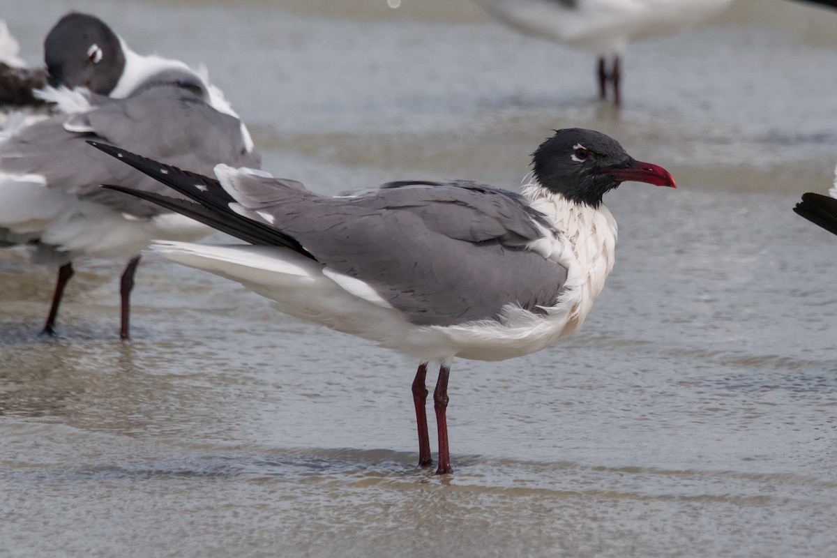 Ацтекская чайка - ML644806196