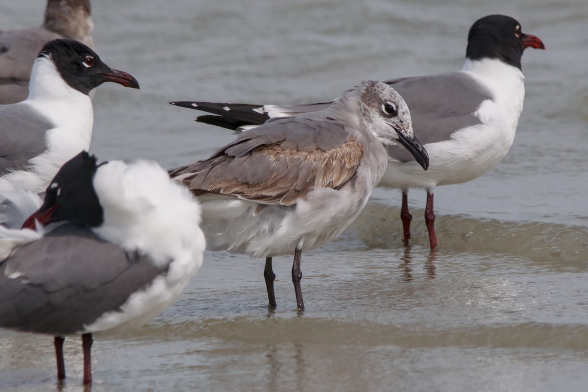 Ацтекская чайка - ML644806198