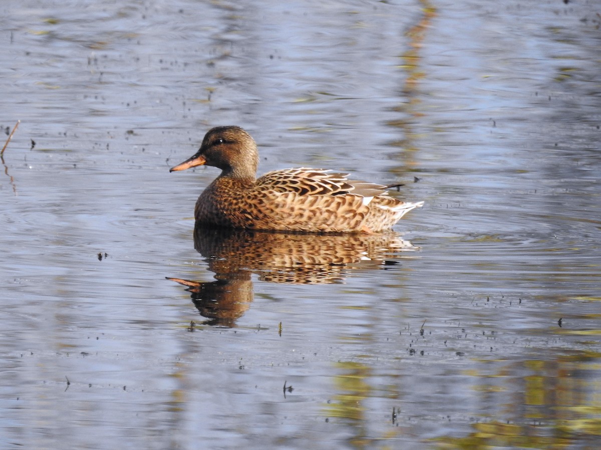 Gadwall - ML644806202