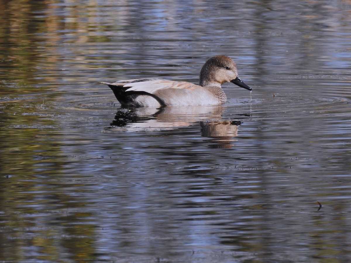 Gadwall - ML644806204