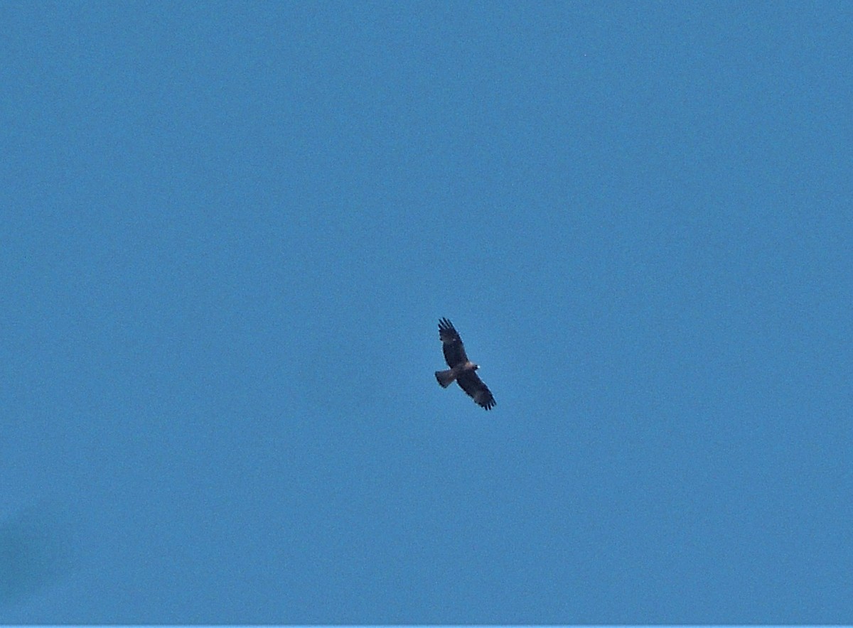 Booted Eagle - ML644806206