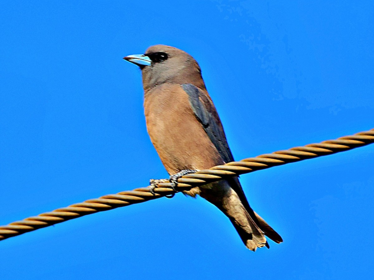 Ashy Woodswallow - ML644806211