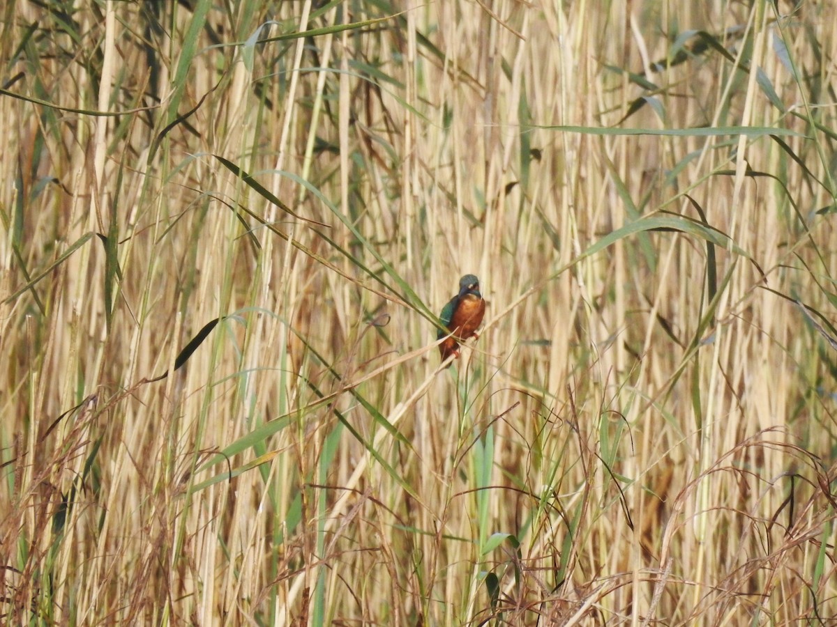 Common Kingfisher - ML644806213