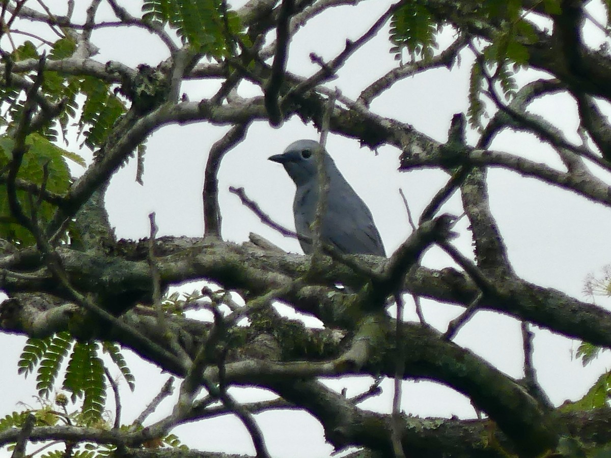 Gray Cuckooshrike - ML644806228