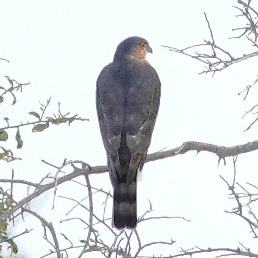 Cooper's Hawk - ML644806229