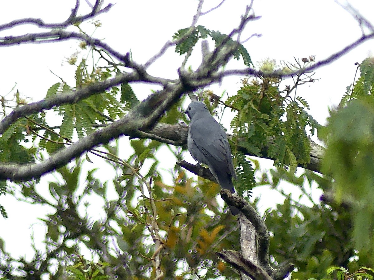 Gray Cuckooshrike - ML644806231