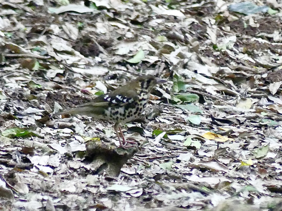 drozd kropenatý [skupina guttata] - ML644806255