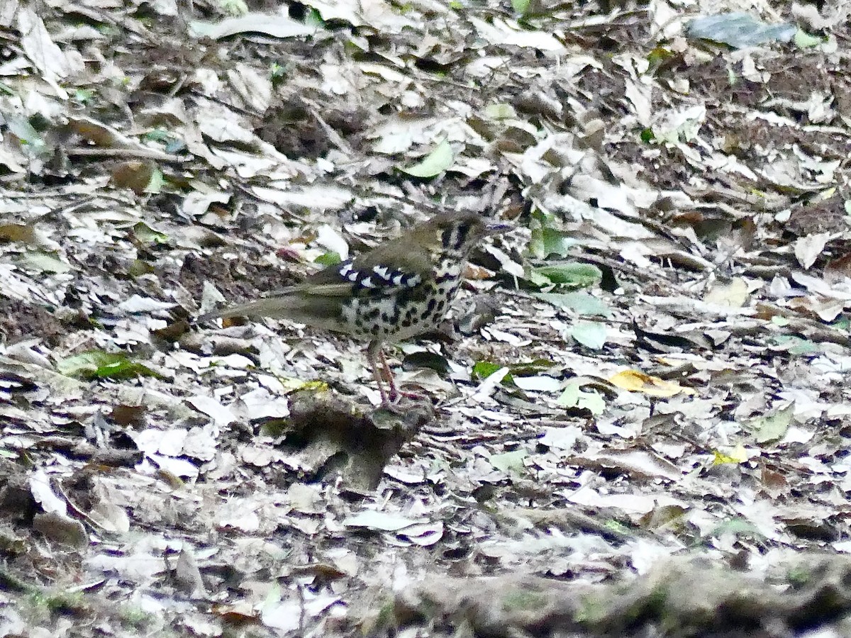 drozd kropenatý [skupina guttata] - ML644806256