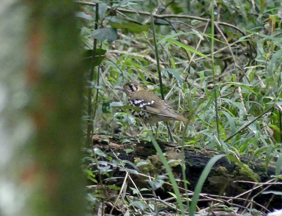 drozd kropenatý [skupina guttata] - ML644806257