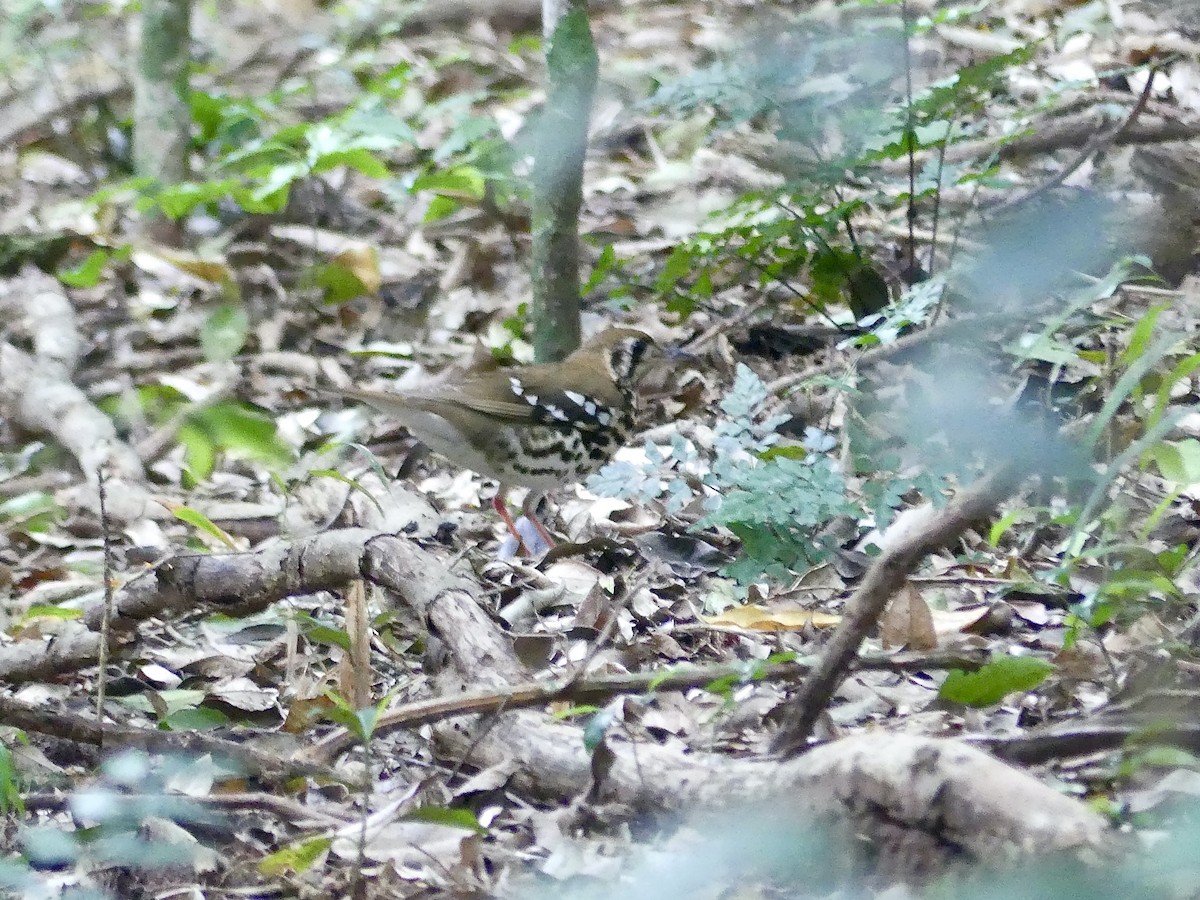 drozd kropenatý [skupina guttata] - ML644806258