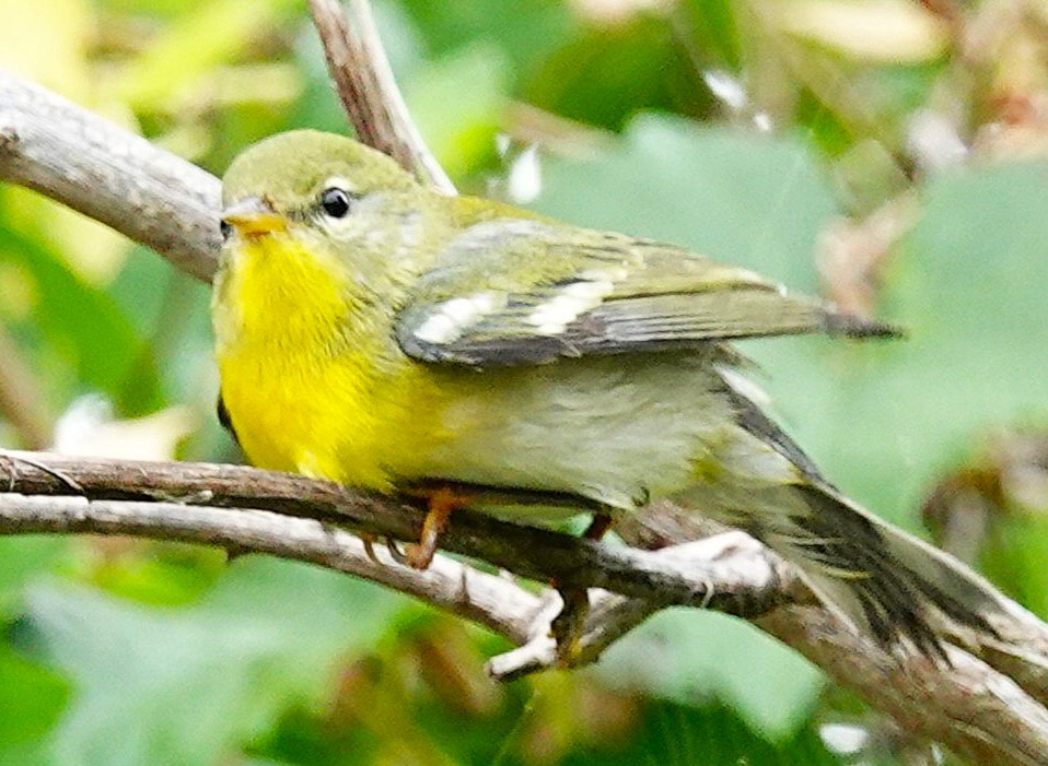 Northern Parula - ML644806270