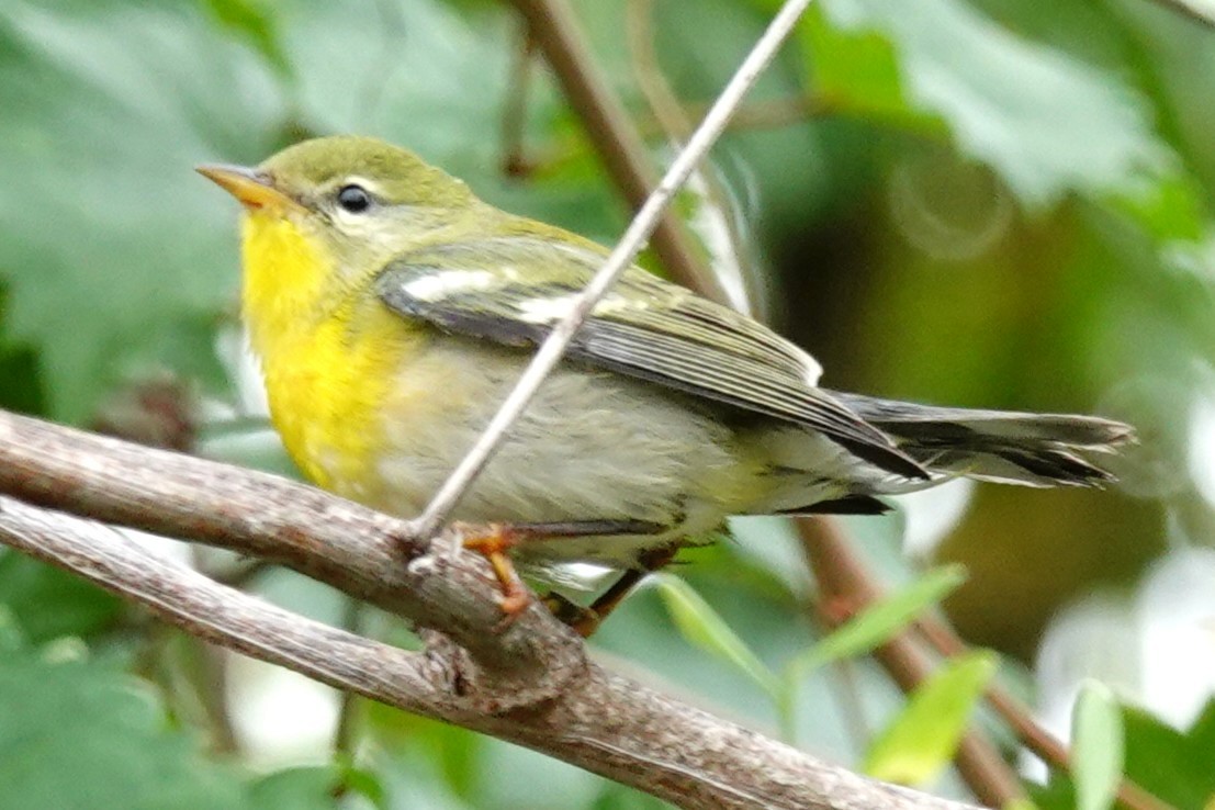Northern Parula - ML644806271