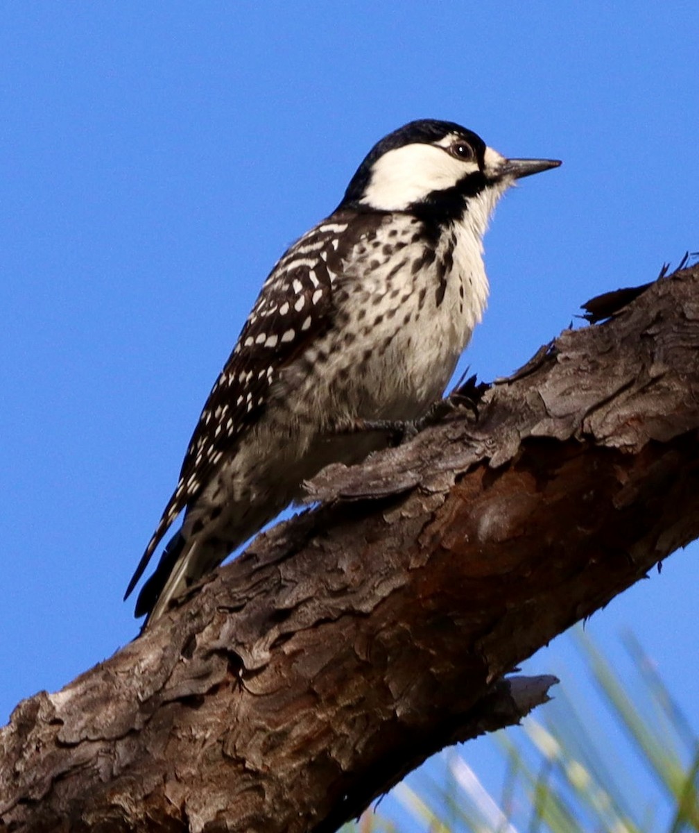 Red-cockaded Woodpecker - ML644806272