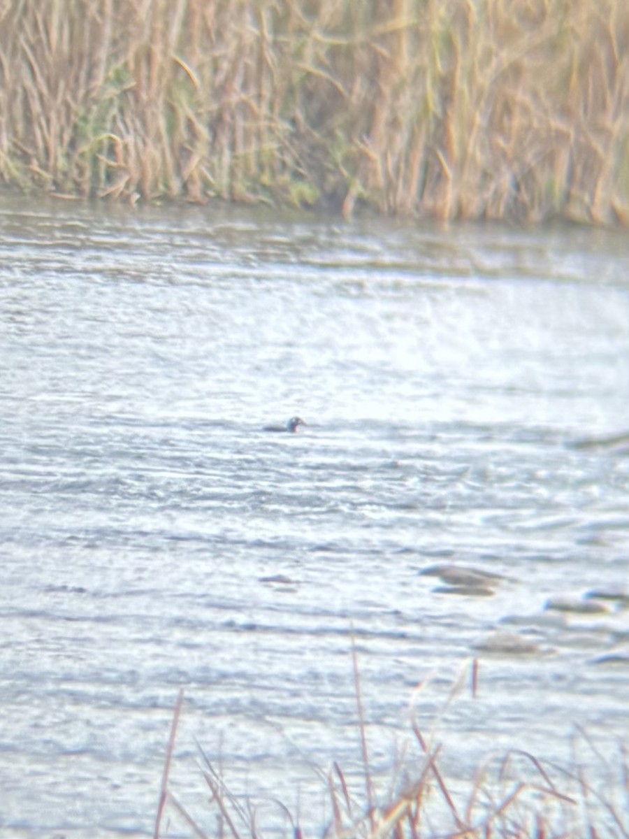 Palyaço Ördeği - ML644806309