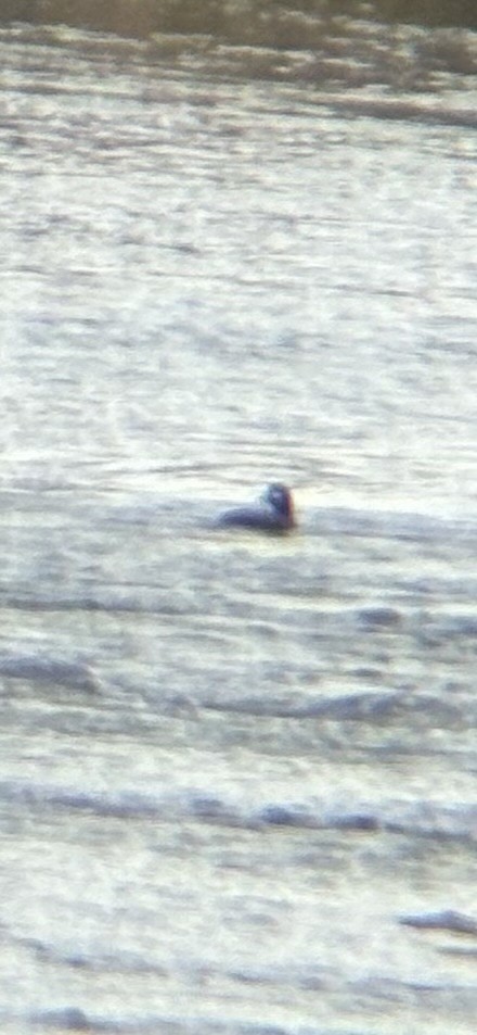 Palyaço Ördeği - ML644806310