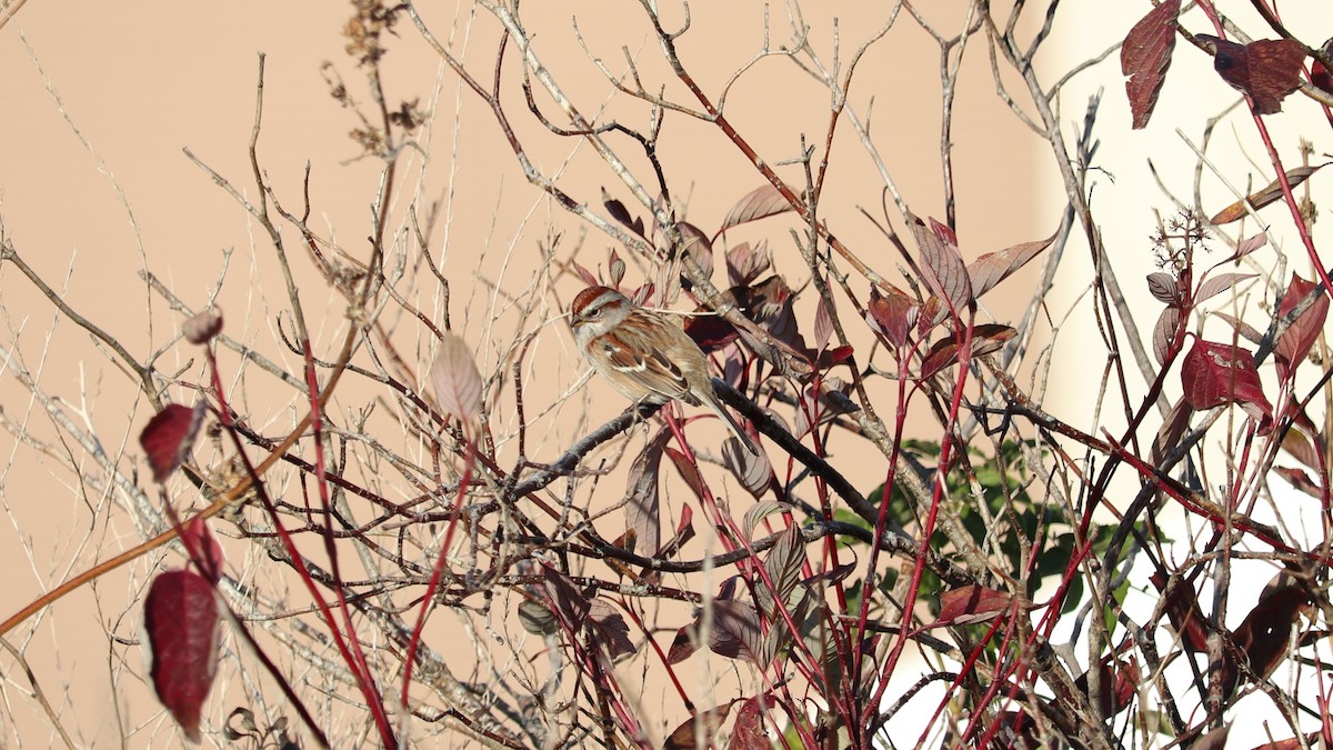 American Tree Sparrow - ML644806313
