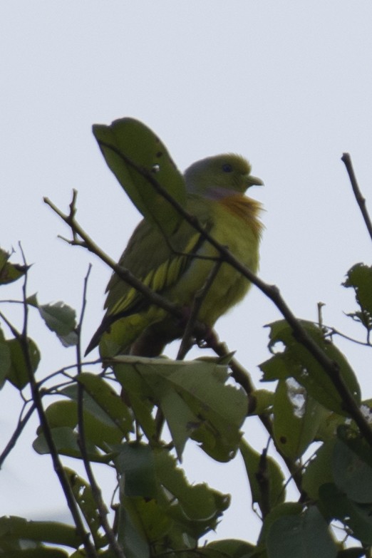 Оранжевогрудый зелёный голубь - ML644806322