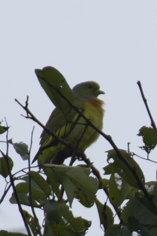 Оранжевогрудый зелёный голубь - ML644806323