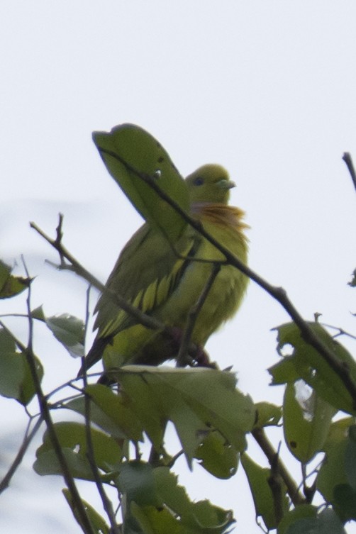 Оранжевогрудый зелёный голубь - ML644806324