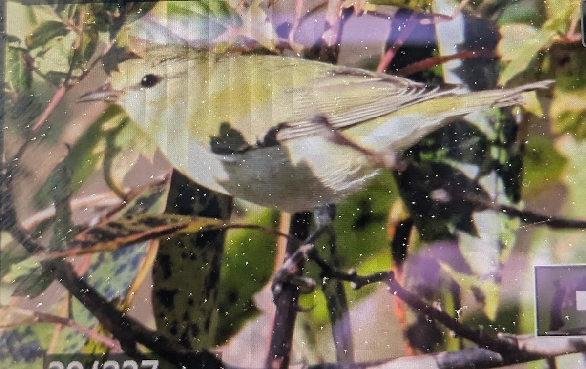 Tennessee Warbler - ML644806344